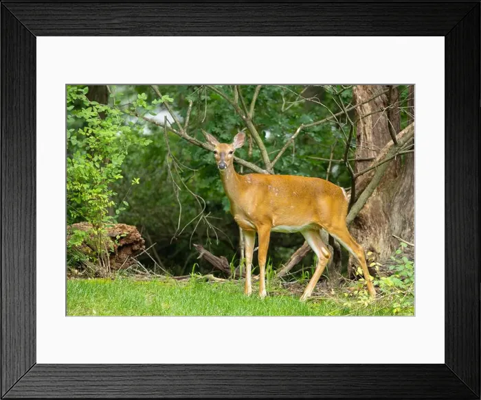 Framed Print : White-tailed deer doe in a dense forest. Central New Jersey, USA Framed Print : White-tailed deer doe in a dense forest. Central New Jersey, USA