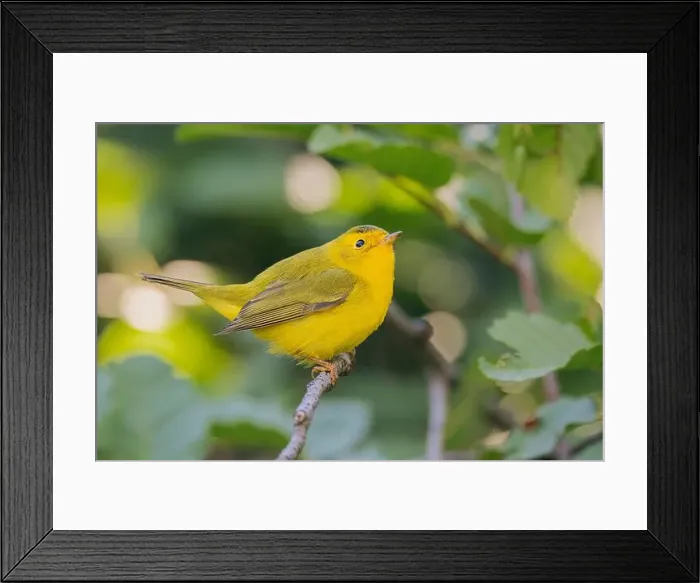 Framed Print : Wilson's Warbler (Cardellina pusila) El Dorado County California USA Framed Print : Wilson's Warbler (Cardellina pusila) El Dorado County California USA