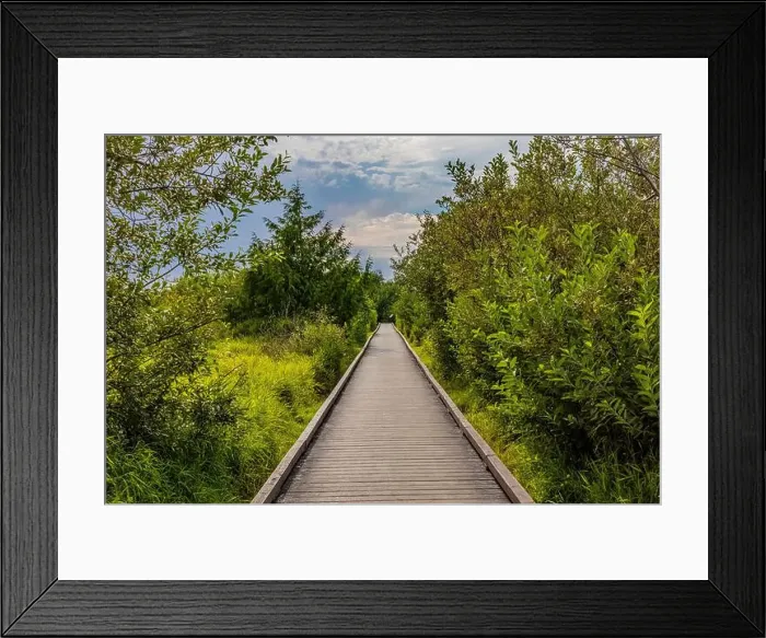 Framed Print : Westland crossed by a boardwalk in Bottle Beach State Park, Washington State, USA Framed Print : Westland crossed by a boardwalk in Bottle Beach State Park, Washington State, USA