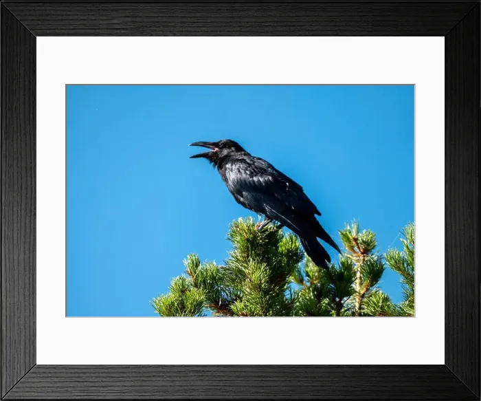 Framed Print : Telephoto Picture of a Raven Calling Framed Print : Telephoto Picture of a Raven Calling