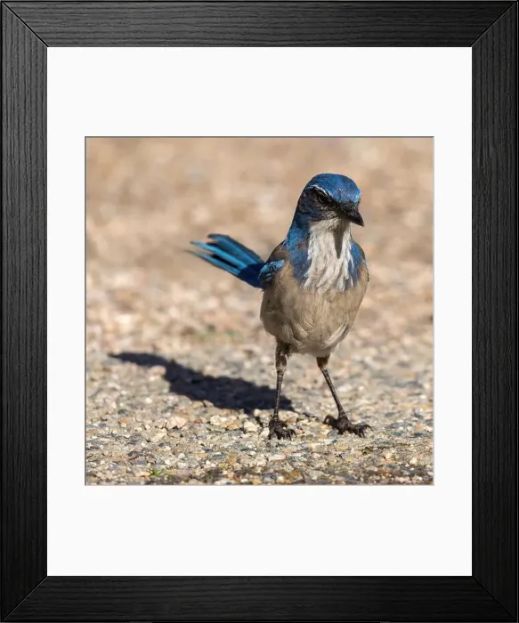 Framed Print : California Scrub-Jay Adult Standing on the ground. Pinnacles National Park, San Benito County, California, USA Framed Print : California Scrub-Jay Adult Standing on the ground. Pinnacles National Park, San Benito County, California, USA