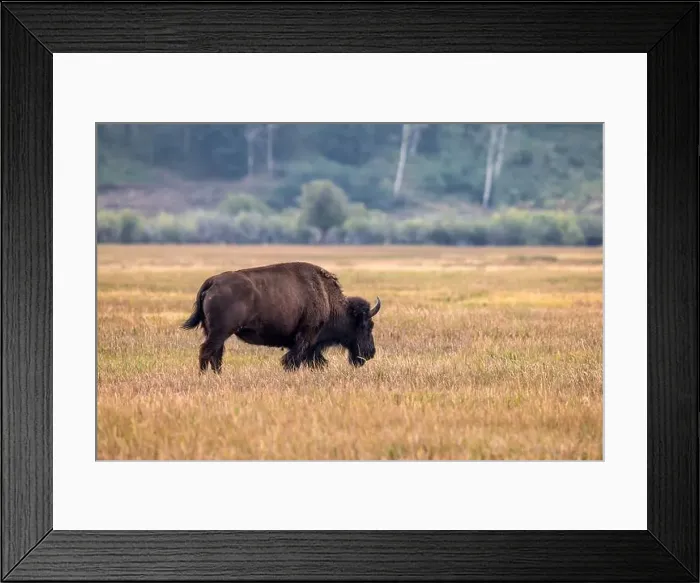 Framed Print : A Solitary Bison in Grand Teton National Park