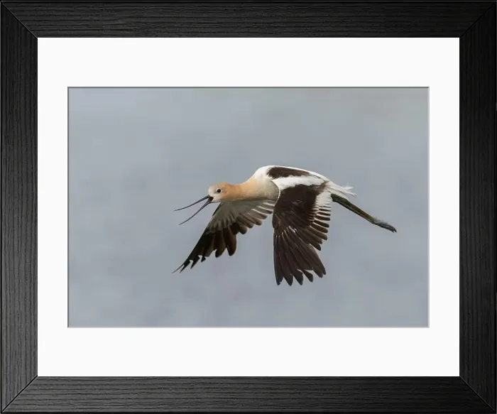 Framed Print : American Avocet (Recurvirostra americana) Sacramento County California USA