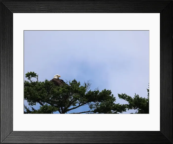 Framed Print : Roosting Bald Eagle Framed Print : Roosting Bald Eagle