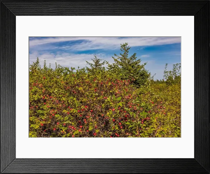 Framed Print : Nootka Rose, Rosa nutkana, with fruit in Bottle Beach State Park, Washington State, USA Framed Print : Nootka Rose, Rosa nutkana, with fruit in Bottle Beach State Park, Washington State, USA