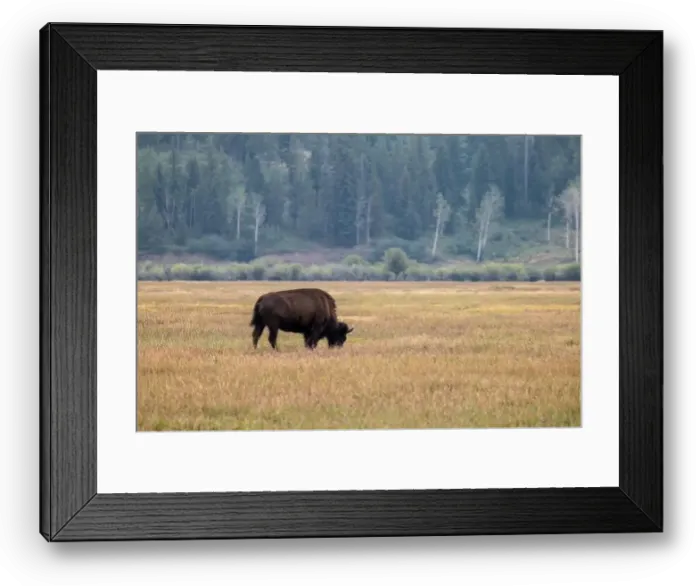 Framed Print : A Solitary Bison in Grand Teton National Park Framed Print : A Solitary Bison in Grand Teton National Park