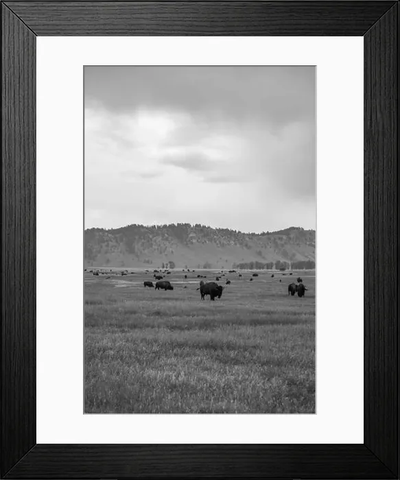 Framed Print : A Black and White Buffalo Herd in Jackson Hole Framed Print : A Black and White Buffalo Herd in Jackson Hole