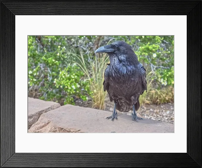 Framed Print : Close-up of a Wild black Raven standing on a wall, Grand Canyon National Park, Arizona, USA Framed Print : Close-up of a Wild black Raven standing on a wall, Grand Canyon National Park, Arizona, USA