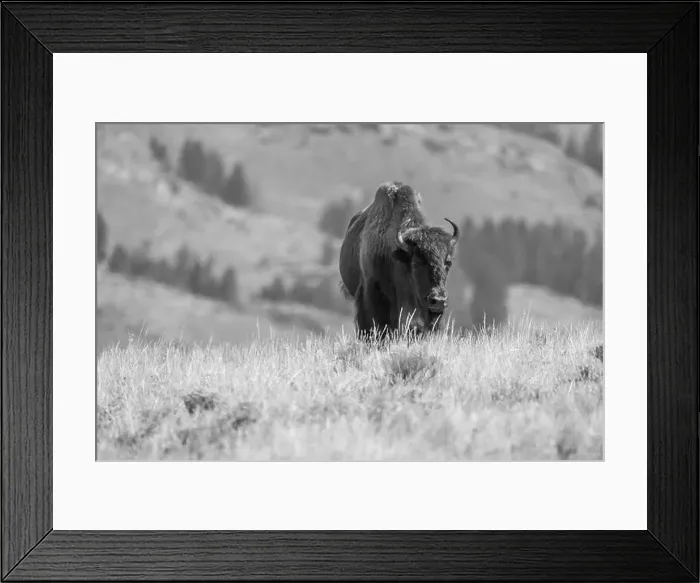 Framed Print : Portrait of a Buffalo in Yellowstone National Park in Black and White Framed Print : Portrait of a Buffalo in Yellowstone National Park in Black and White