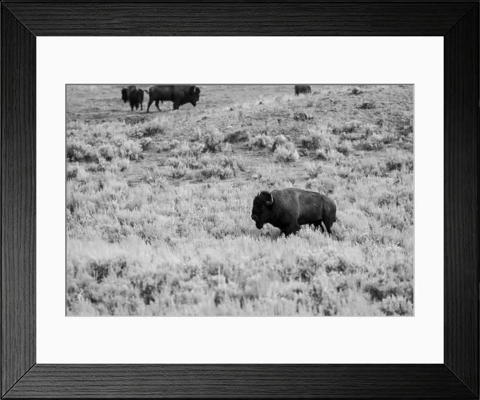 Framed Print : Portrait of a Buffalo in Yellowstone National Park in Black and White Framed Print : Portrait of a Buffalo in Yellowstone National Park in Black and White