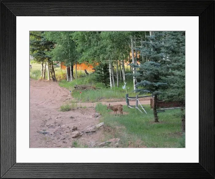 Framed Print : Mule Deer in the woods of the Florissant Colorado Mountains