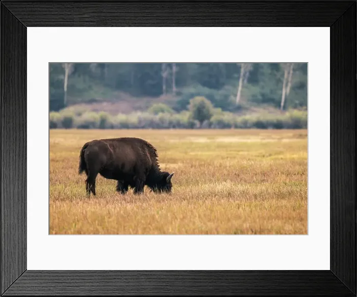 Framed Print : A Solitary Bison in Grand Teton National Park Framed Print : A Solitary Bison in Grand Teton National Park