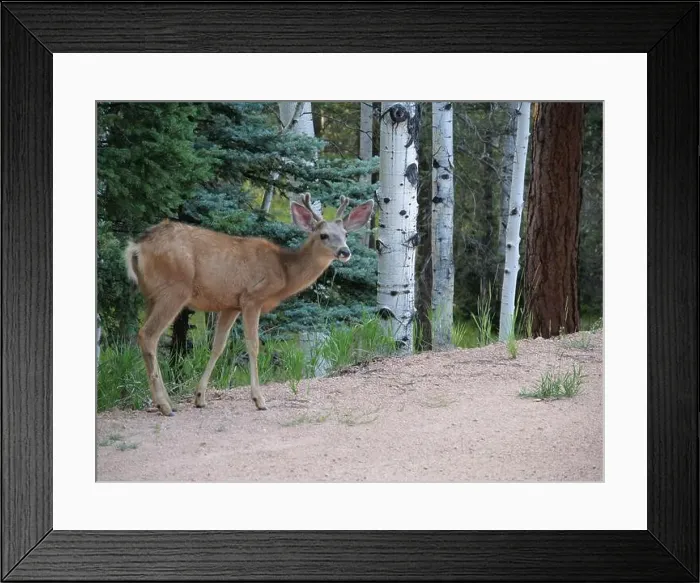 Framed Print : Mule Deer in the woods of the Florissant Colorado Mountains Framed Print : Mule Deer in the woods of the Florissant Colorado Mountains