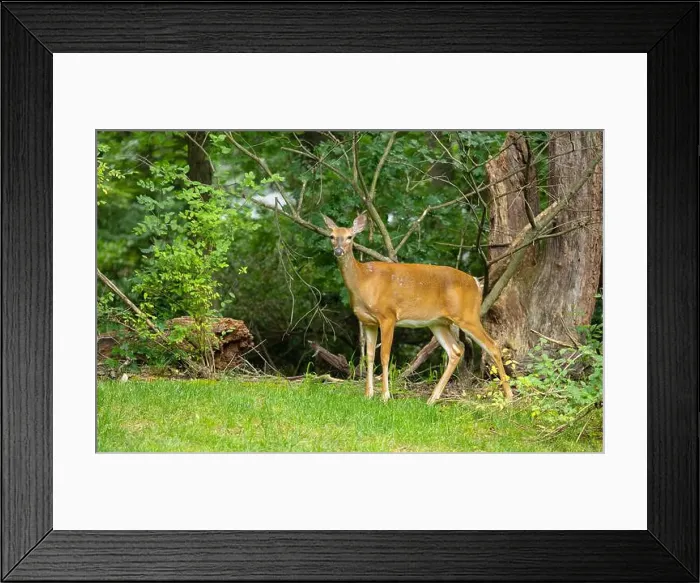 Framed Print : White-tailed deer doe in a dense forest. Central New Jersey, USA Framed Print : White-tailed deer doe in a dense forest. Central New Jersey, USA