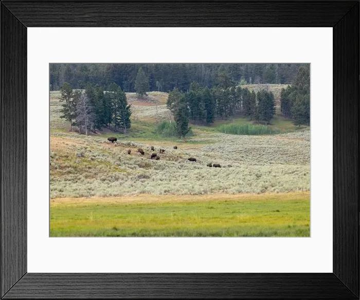 Framed Print : A Buffalo Herd in Yellowstone National Park Framed Print : A Buffalo Herd in Yellowstone National Park
