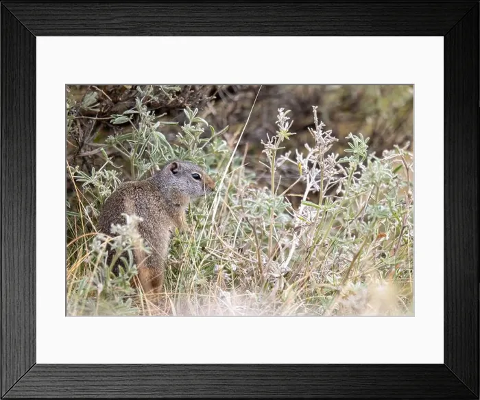 Framed Print : A Portrait of a Pika in Yellowstone National Park Framed Print : A Portrait of a Pika in Yellowstone National Park