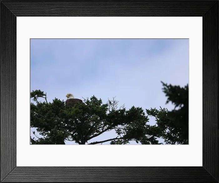 Framed Print : Bald Eagle roosting atop pine tree preening and looking for food Framed Print : Bald Eagle roosting atop pine tree preening and looking for food