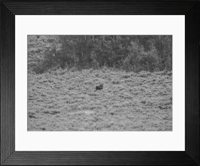 Framed Print : A Bull Moose in Black and White Framed Print : A Bull Moose in Black and White