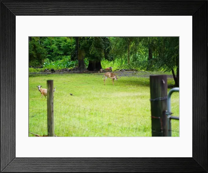 Framed Print : Deer in field Framed Print : Deer in field