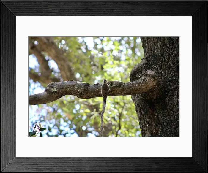 Framed Print : Closeup of the rear view of an Arizona woodpecker perched on a tree branch at Ramsey Canyon in Hereford, Arizona Framed Print : Closeup of the rear view of an Arizona woodpecker perched on a tree branch at Ramsey Canyon in Hereford, Arizona
