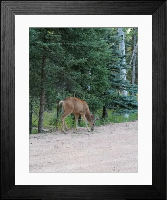 Framed Print : Mule Deer in the woods of the Florissant Colorado Mountains Framed Print : Mule Deer in the woods of the Florissant Colorado Mountains