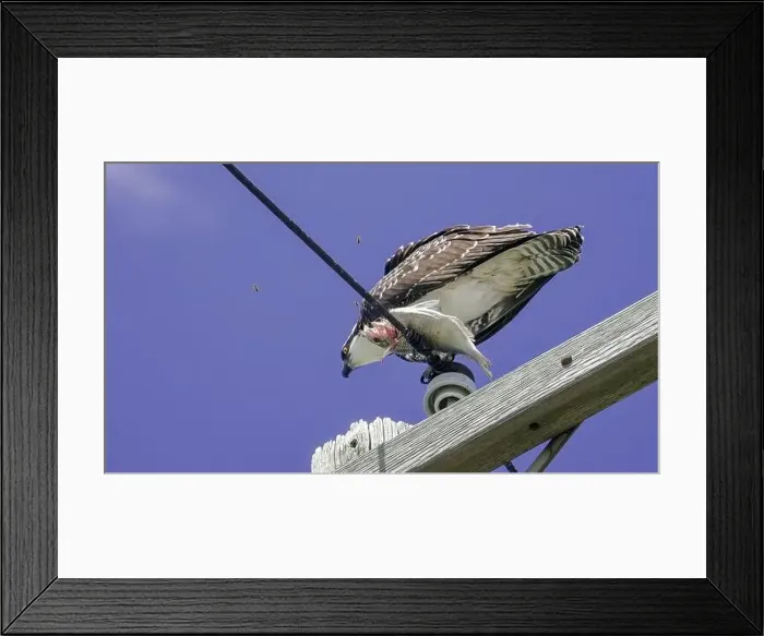 Framed Print : An osprey holds a freshly caught fish, balancing on a utility pole as it prepares to eat under a bright blue sky Framed Print : An osprey holds a freshly caught fish, balancing on a utility pole as it prepares to eat under a bright blue sky