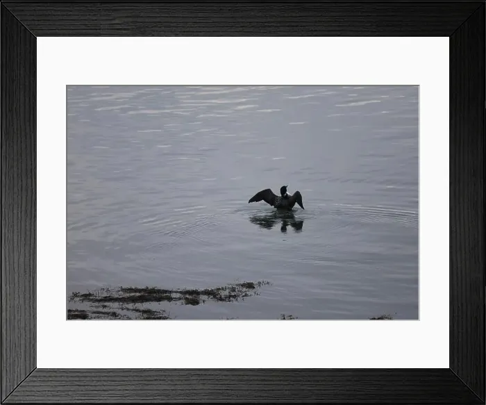 Framed Print : common loon at dusk spreading winds Framed Print : common loon at dusk spreading winds