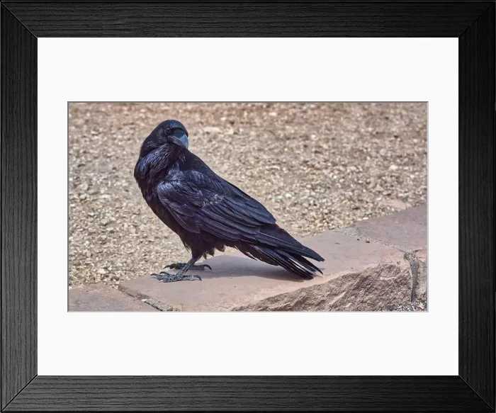 Framed Print : Close-up of a Wild black Raven standing on a wall, Grand Canyon National Park, Arizona, USA