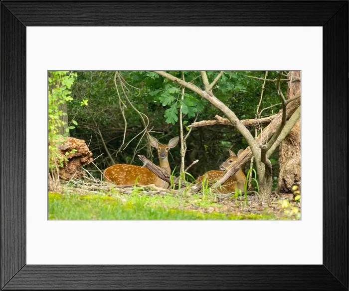 Framed Print : Two white-tailed deer fawns in the dense bush. Central New Jersey, USA Framed Print : Two white-tailed deer fawns in the dense bush. Central New Jersey, USA