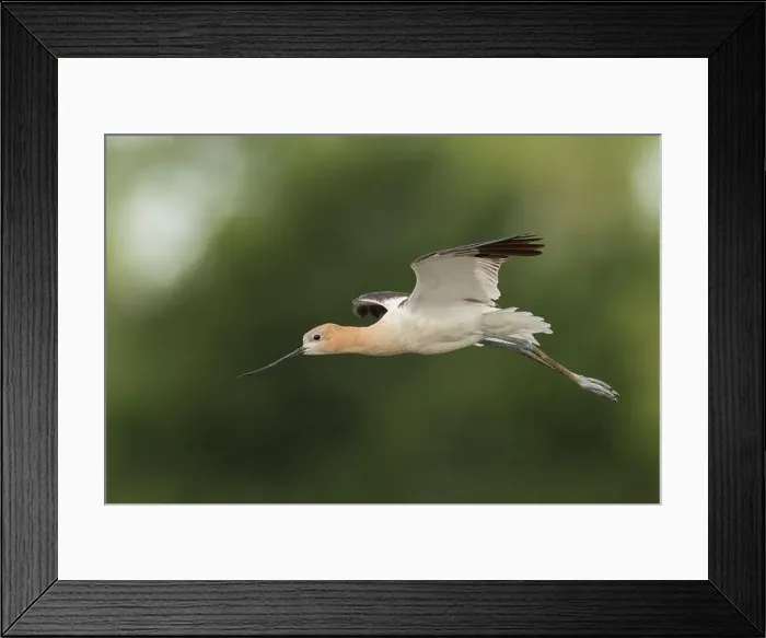 Framed Print : American Avocet (Recurvirostra americana) Sacramento County California USA Framed Print : American Avocet (Recurvirostra americana) Sacramento County California USA