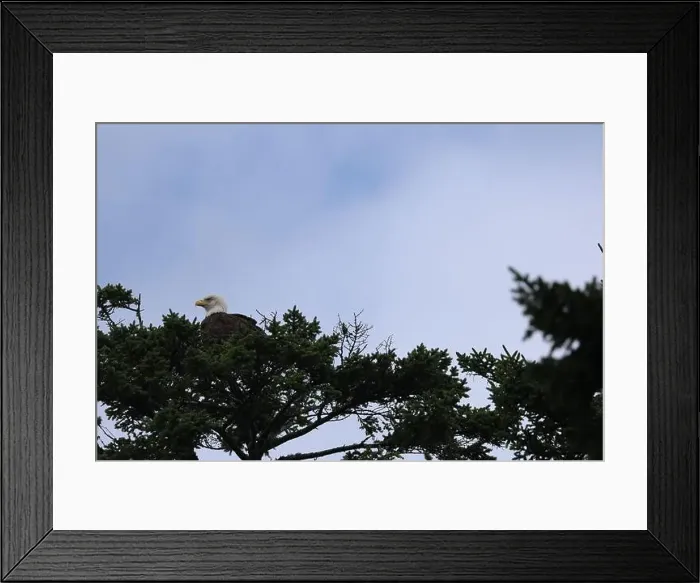 Framed Print : Bald Eagle roosting atop pine tree preening and looking for food Framed Print : Bald Eagle roosting atop pine tree preening and looking for food