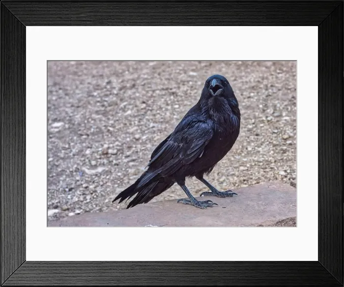 Framed Print : Close-up of a Wild black Raven standing on a wall, Grand Canyon National Park, Arizona, USA Framed Print : Close-up of a Wild black Raven standing on a wall, Grand Canyon National Park, Arizona, USA