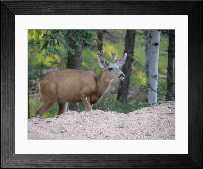 Framed Print : Mule Deer in the woods of the Florissant Colorado Mountains Framed Print : Mule Deer in the woods of the Florissant Colorado Mountains