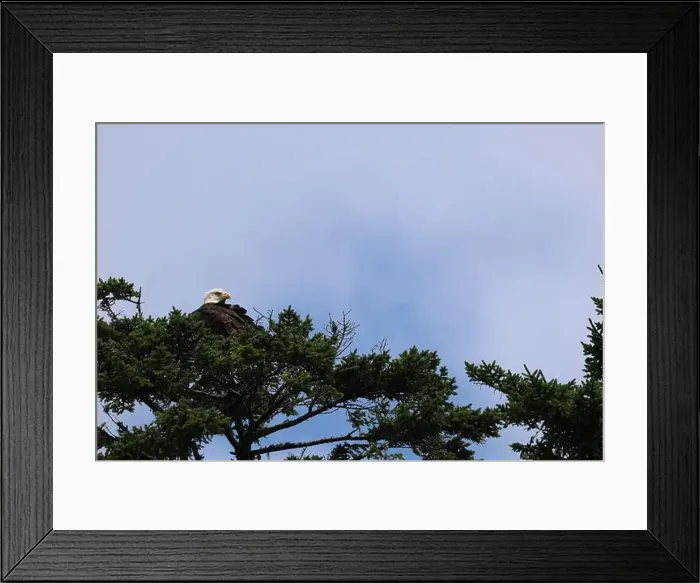 Framed Print : Bald Eagle roosting atop pine tree preening and looking for food Framed Print : Bald Eagle roosting atop pine tree preening and looking for food