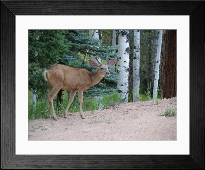Framed Print : Mule Deer in the woods of the Florissant Colorado Mountains Framed Print : Mule Deer in the woods of the Florissant Colorado Mountains