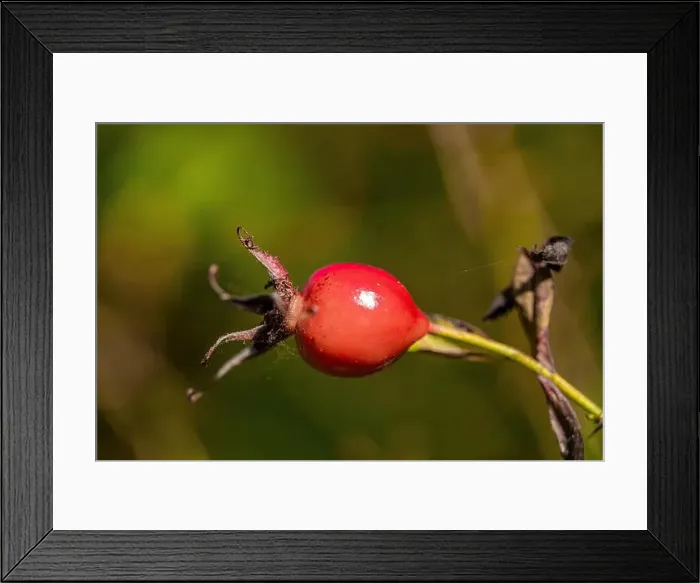 Framed Print : Nootka Rose, Rosa nutkana, with fruit in Bottle Beach State Park, Washington State, USA Framed Print : Nootka Rose, Rosa nutkana, with fruit in Bottle Beach State Park, Washington State, USA