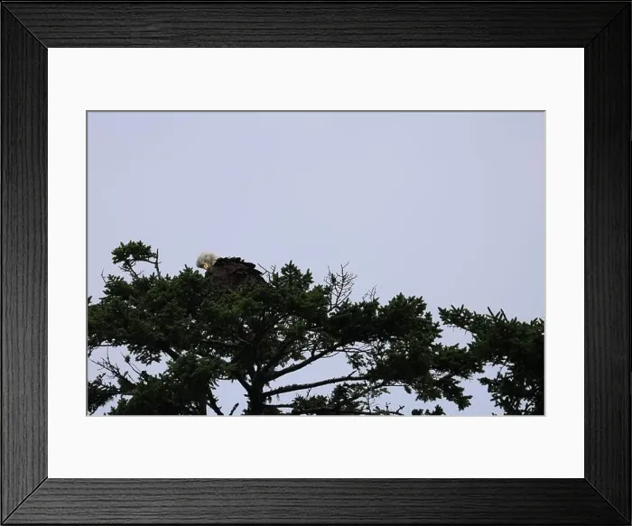 Framed Print : Bald Eagle roosting atop pine tree preening and looking for food Framed Print : Bald Eagle roosting atop pine tree preening and looking for food