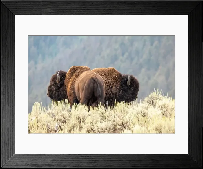 Framed Print : A Bison Couple in Yellowstone National Park Framed Print : A Bison Couple in Yellowstone National Park