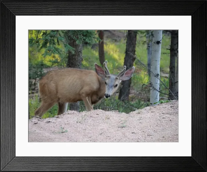Framed Print : Mule Deer in the woods of the Florissant Colorado Mountains Framed Print : Mule Deer in the woods of the Florissant Colorado Mountains