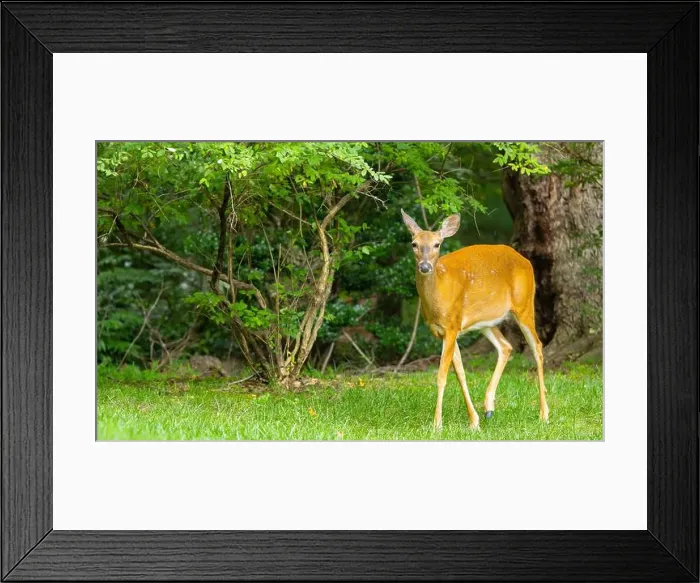 Framed Print : White-tailed deer doe in a dense forest. Central New Jersey, USA Framed Print : White-tailed deer doe in a dense forest. Central New Jersey, USA