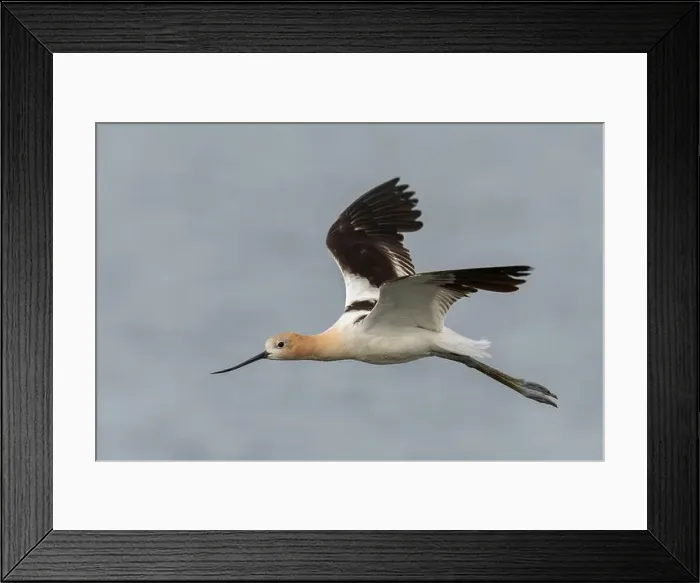 Framed Print : American Avocet (Recurvirostra americana) Sacramento County California USA Framed Print : American Avocet (Recurvirostra americana) Sacramento County California USA