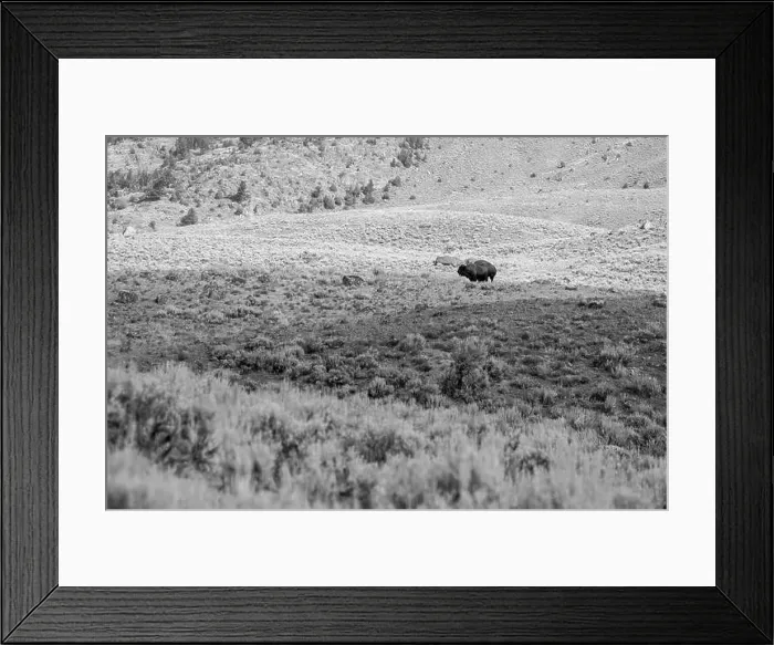Framed Print : Portrait of a Buffalo in Yellowstone National Park in Black and White Framed Print : Portrait of a Buffalo in Yellowstone National Park in Black and White
