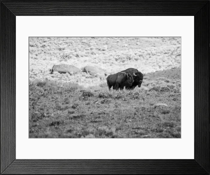 Framed Print : Portrait of a Buffalo in Yellowstone National Park in Black and White Framed Print : Portrait of a Buffalo in Yellowstone National Park in Black and White