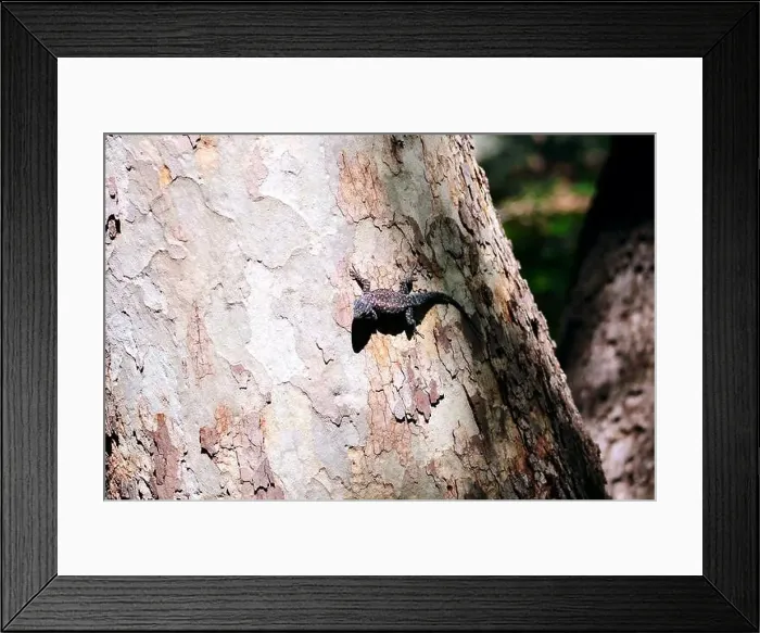 Framed Print : A Yarrow's spiny lizard crawling on a tree trunk at Ramsey Canyon in Hereford, Arizona Framed Print : A Yarrow's spiny lizard crawling on a tree trunk at Ramsey Canyon in Hereford, Arizona