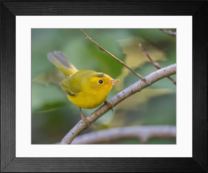 Framed Print : Wilson's Warbler (Cardellina pusila) El Dorado County California USA Framed Print : Wilson's Warbler (Cardellina pusila) El Dorado County California USA