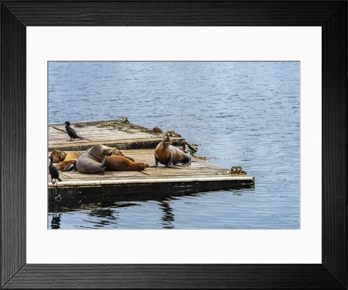 Framed Print : A group of California Sea Lions on a wooden barge in San Diego's Mission Bay Framed Print : A group of California Sea Lions on a wooden barge in San Diego's Mission Bay