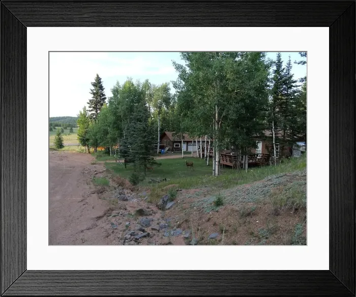 Framed Print : Mule Deer in the woods of the Florissant Colorado Mountains