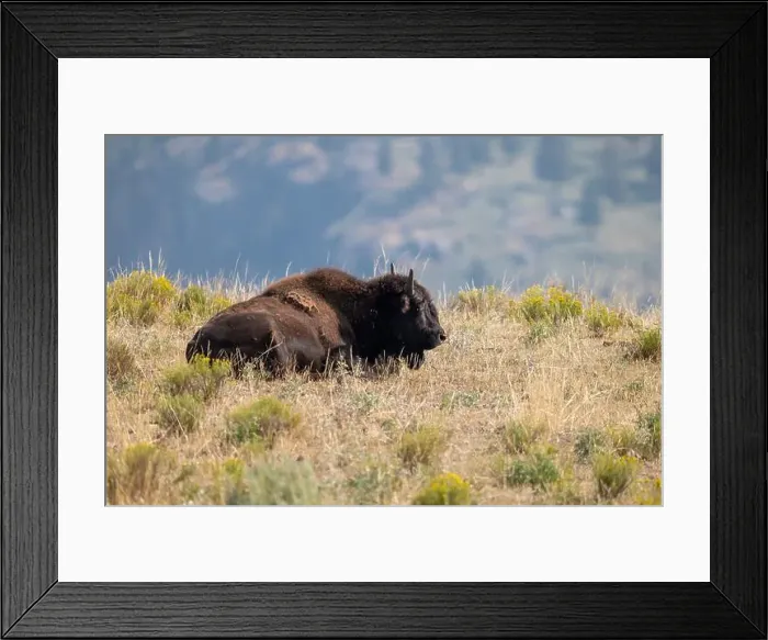 Framed Print : Buffalo Laying in the Grass in Yellowstone National Park Framed Print : Buffalo Laying in the Grass in Yellowstone National Park