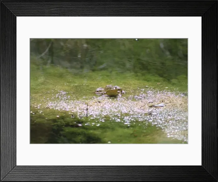 Framed Print : An expressive Chiricahua leopard frog relaxing in a pond at Ramsey Canyon in Hereford, Arizona Framed Print : An expressive Chiricahua leopard frog relaxing in a pond at Ramsey Canyon in Hereford, Arizona