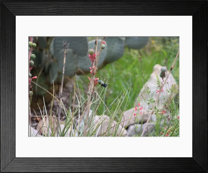 Framed Print : Closeup of a hummingbird in flight around a red yucca at Ramsey Canyon in Hereford, Arizona Framed Print : Closeup of a hummingbird in flight around a red yucca at Ramsey Canyon in Hereford, Arizona